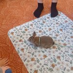 phoca_thumb_m_agamy krlk zajci 44 Fotogalerie